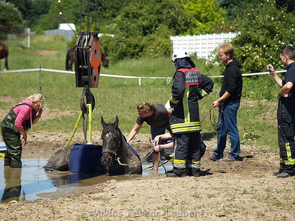 Pferd in Not Koeln Porz Gremberghoven P042.JPG